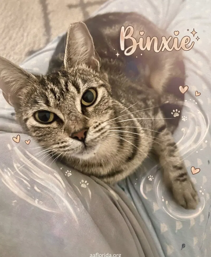 Binxie, a female cat up for adoption