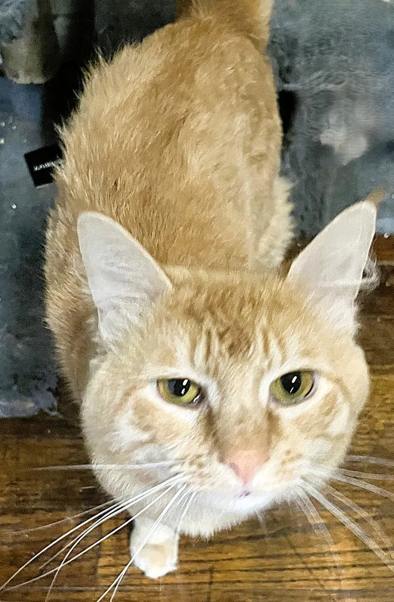 Simba G, a cat up for adoption