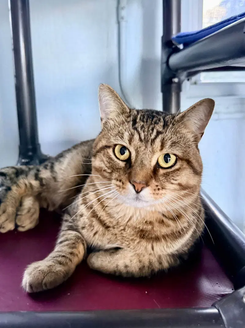 Affecionate Calbot, a young male cat up for adoption