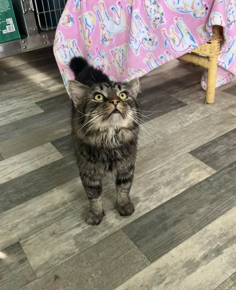 Awesome Todd, an adult male cat up for adoption