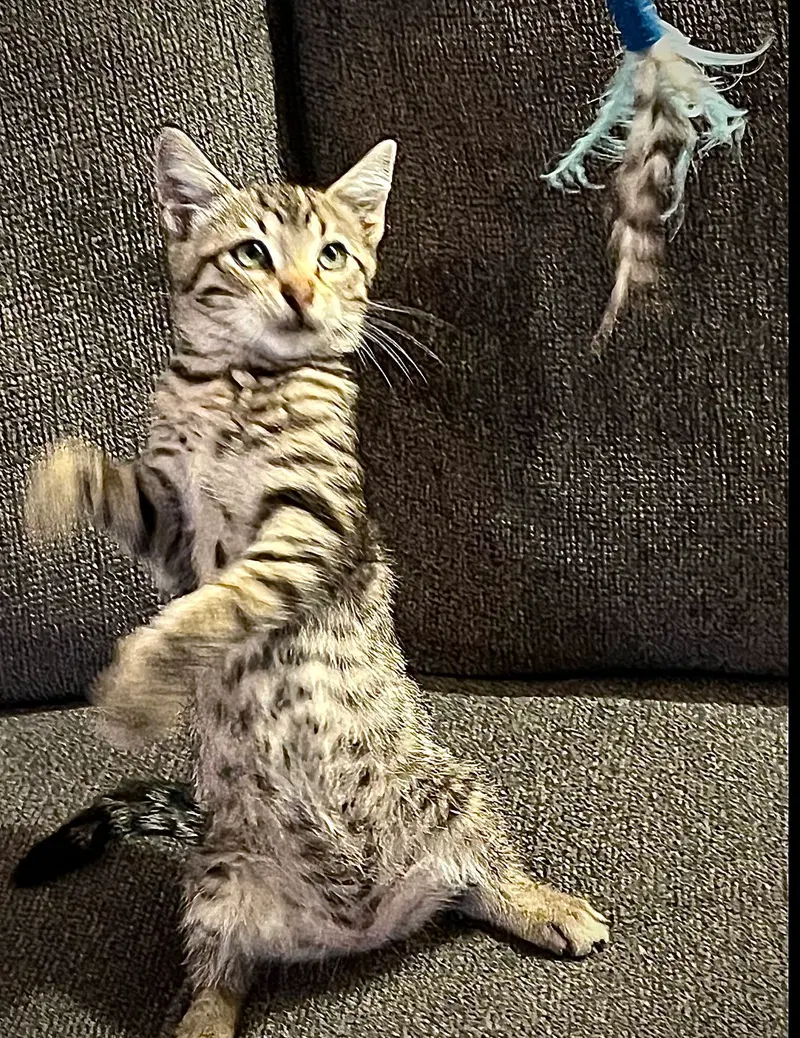 Walter, a male kitten up for adoption
