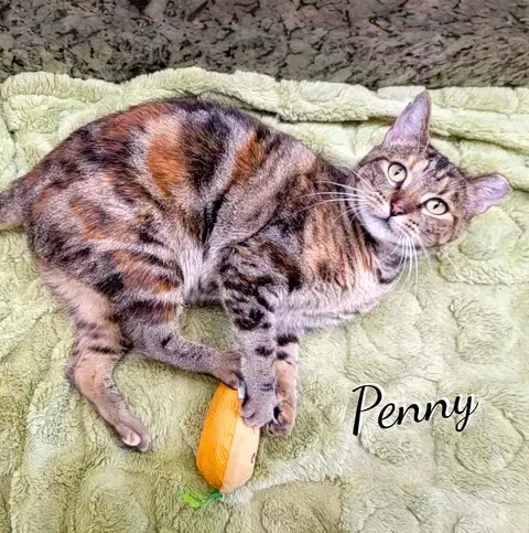 Watch the video of Penny