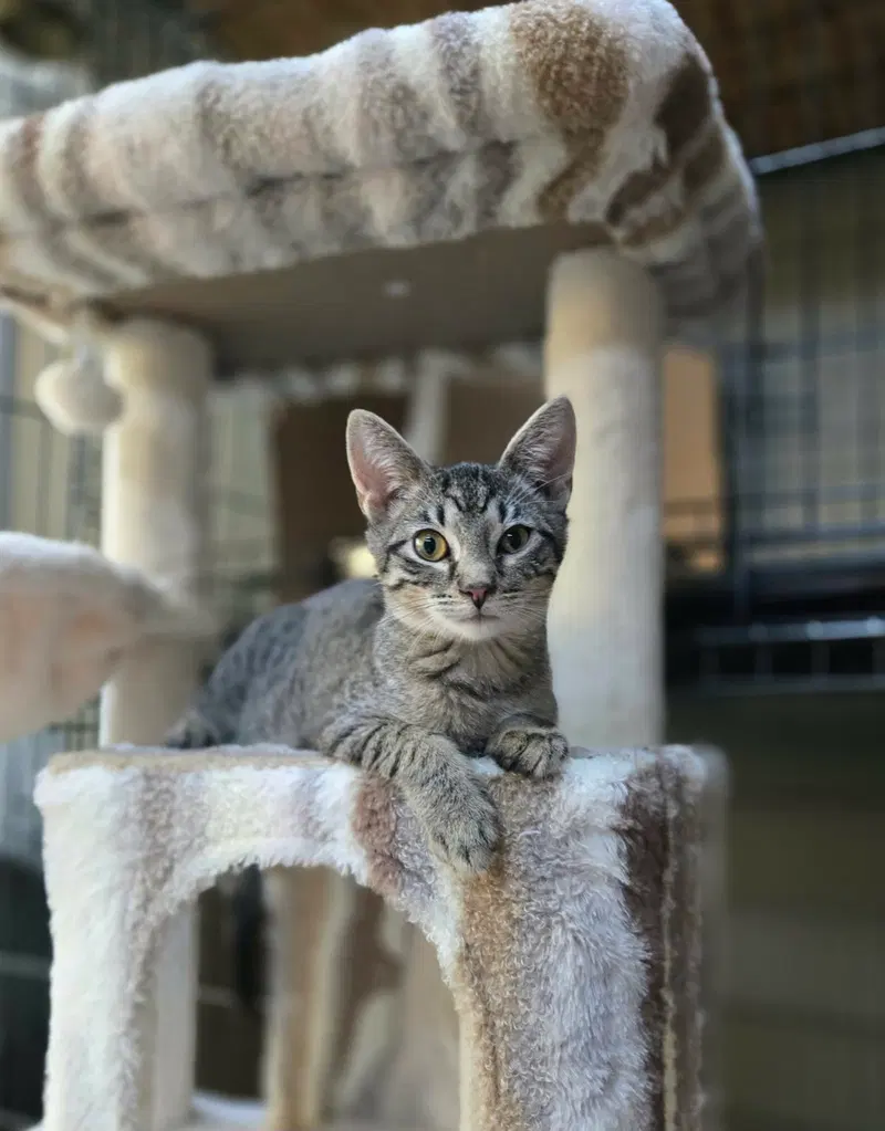 Herman, a male kitten up for adoption