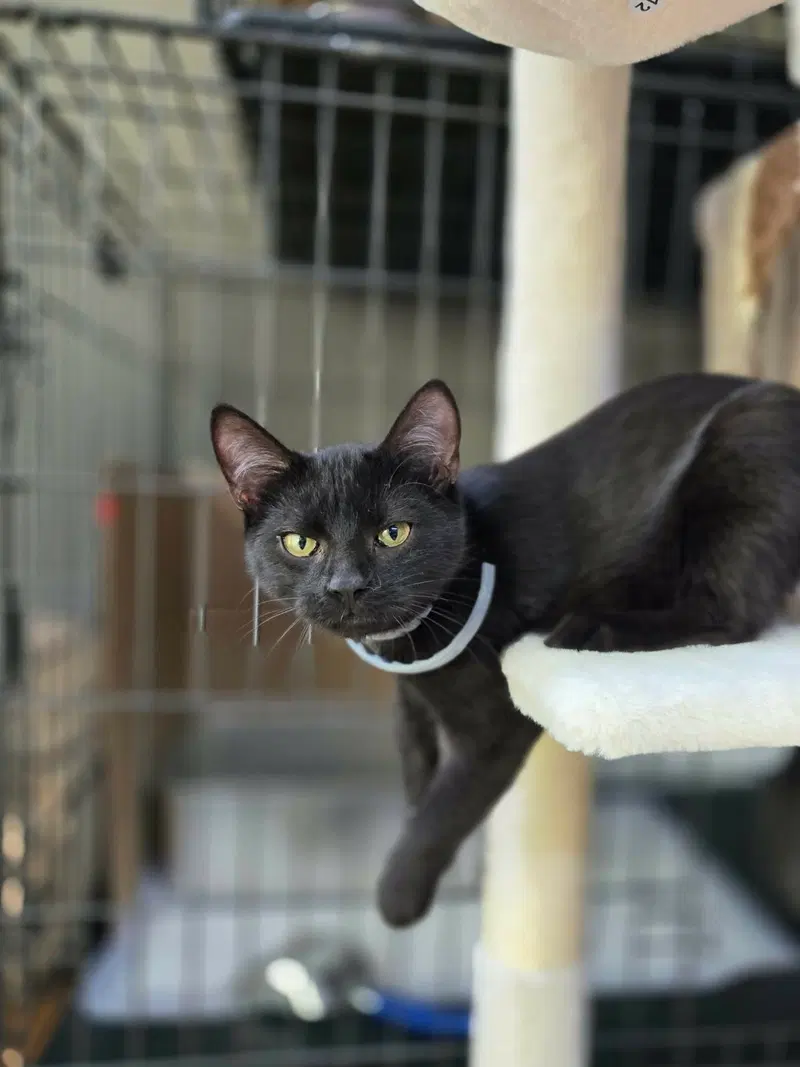 Coven, a male kitten up for adoption