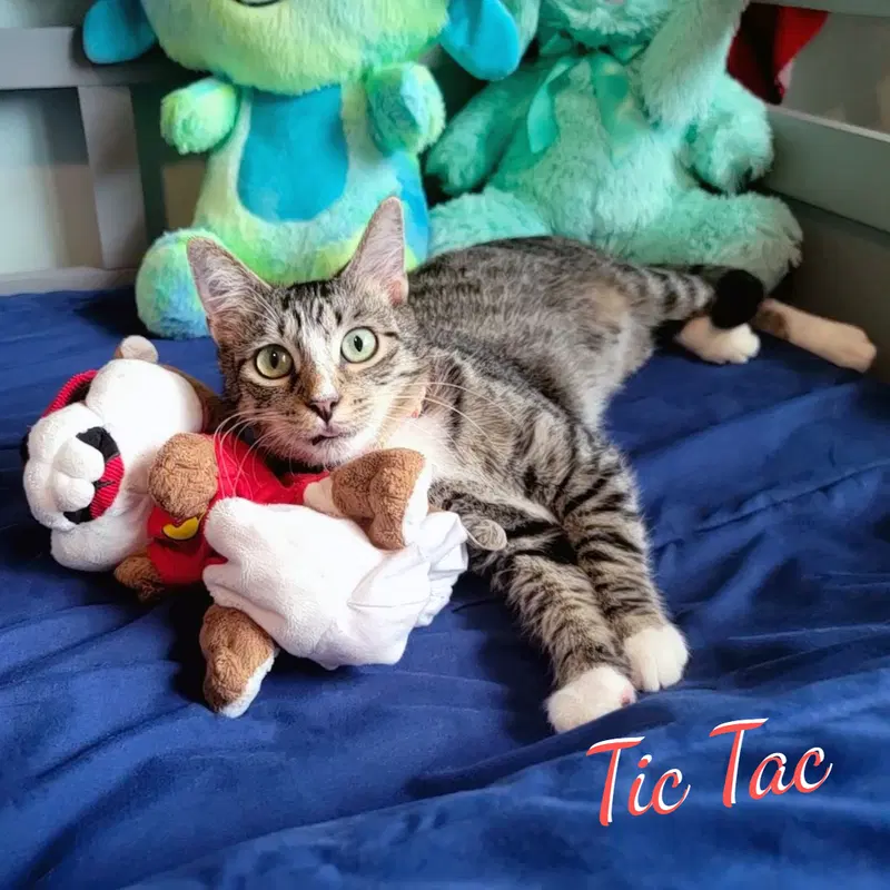Tic Tac, a young female Tabby cat up for adoption