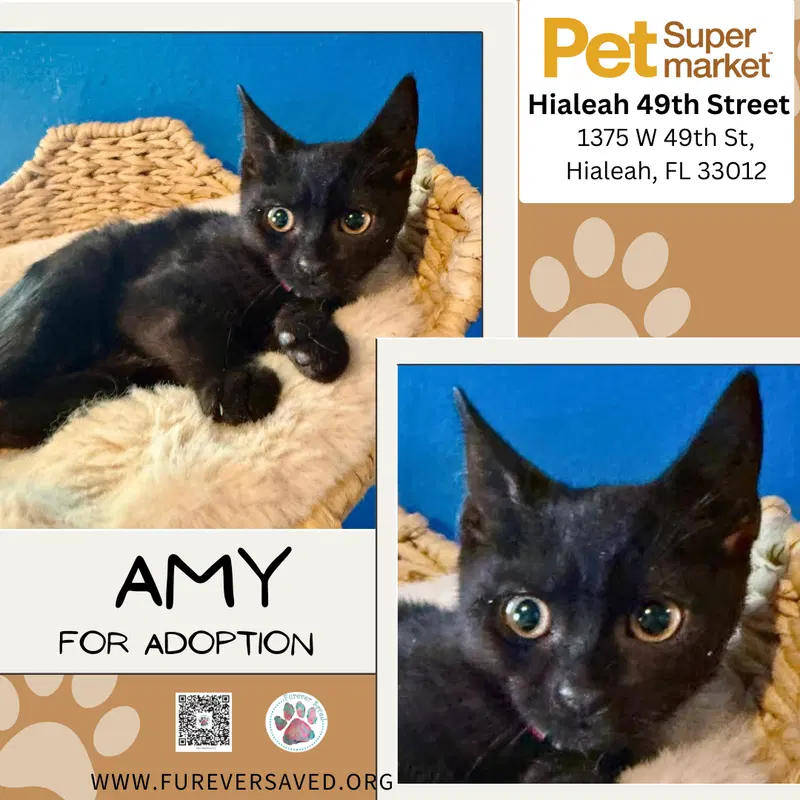 Amy, a female kitten up for adoption