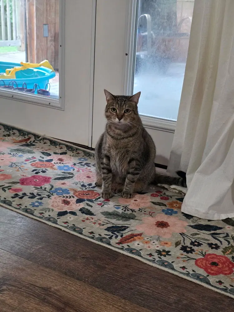 Gracie, photo 3