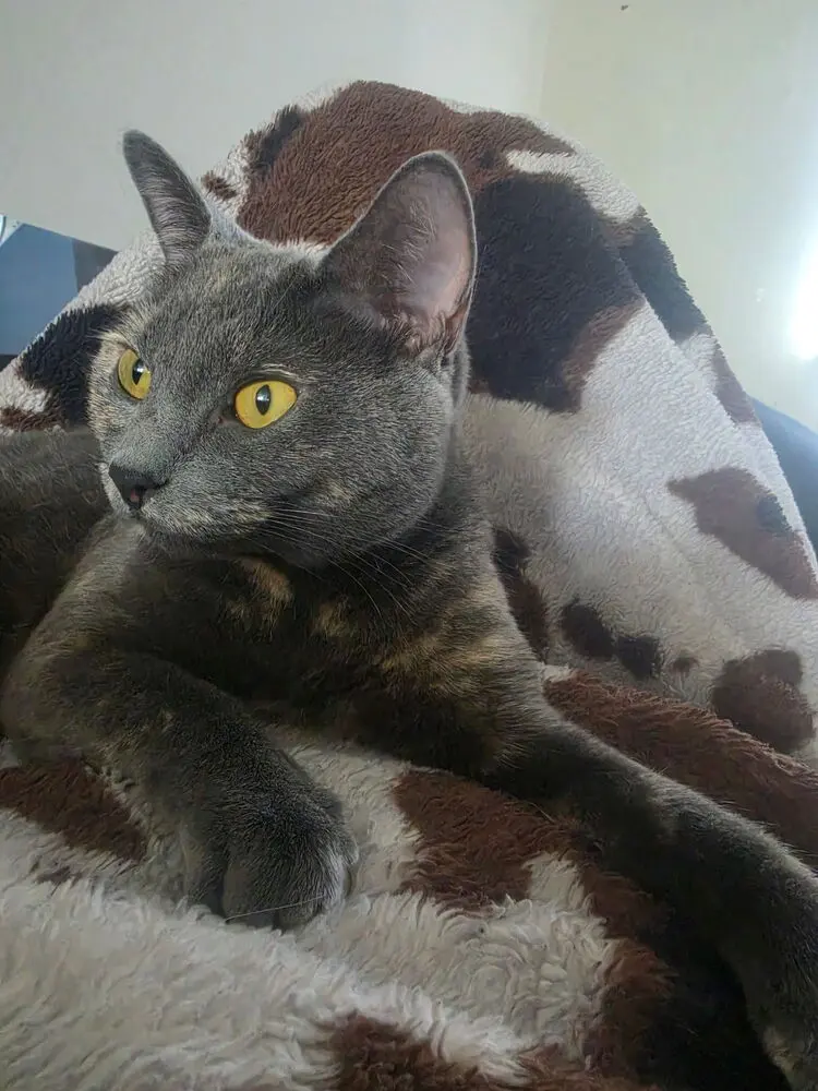 Blue, an adult female cat up for adoption