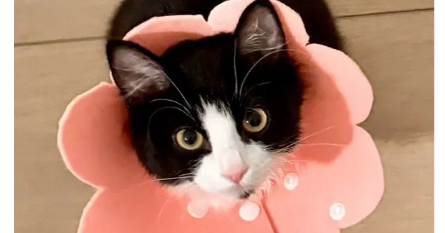 Junie B. Jones, a female kitten up for adoption
