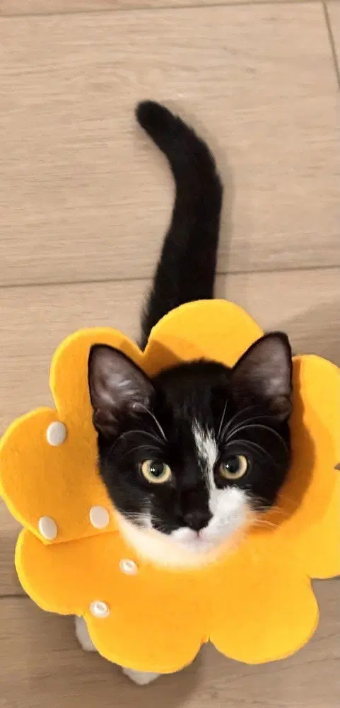 Amelia Bedelia, a female kitten up for adoption
