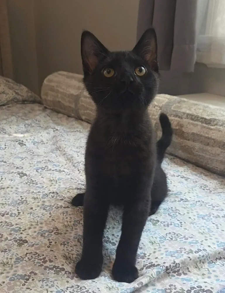 Squirrel, a male kitten up for adoption