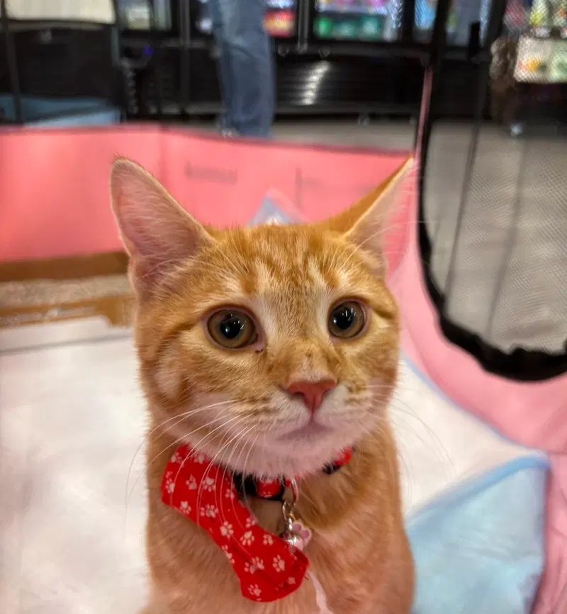 Bella, a female kitten up for adoption