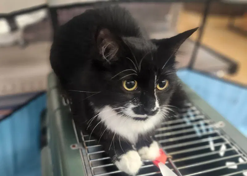 Heidi, a female kitten up for adoption