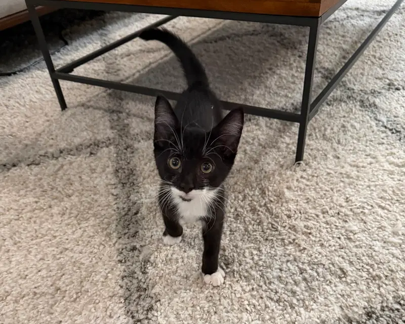 Bruce, a cat up for adoption