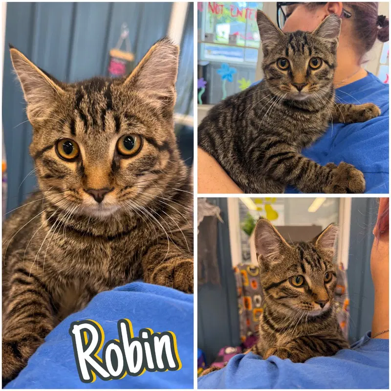 Robin, a young male cat up for adoption