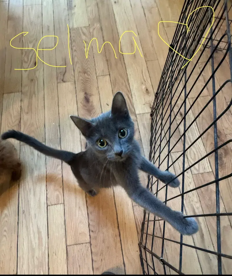 C342 Litter Selma, mom, photo 3