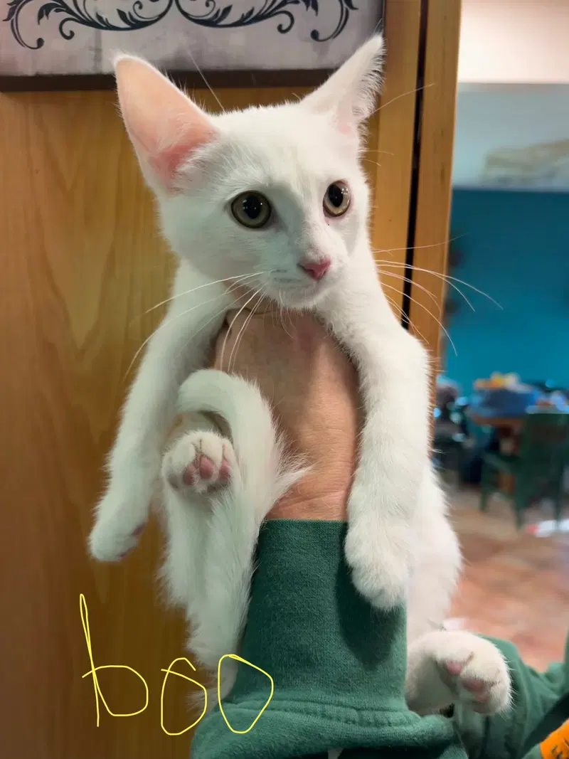 C342 Litter Boo, a male kitten up for adoption