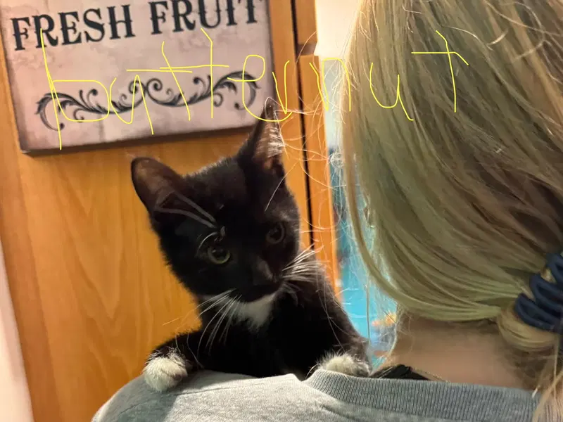 C342 Litter Butternut ADOPTED, a male kitten up for adoption