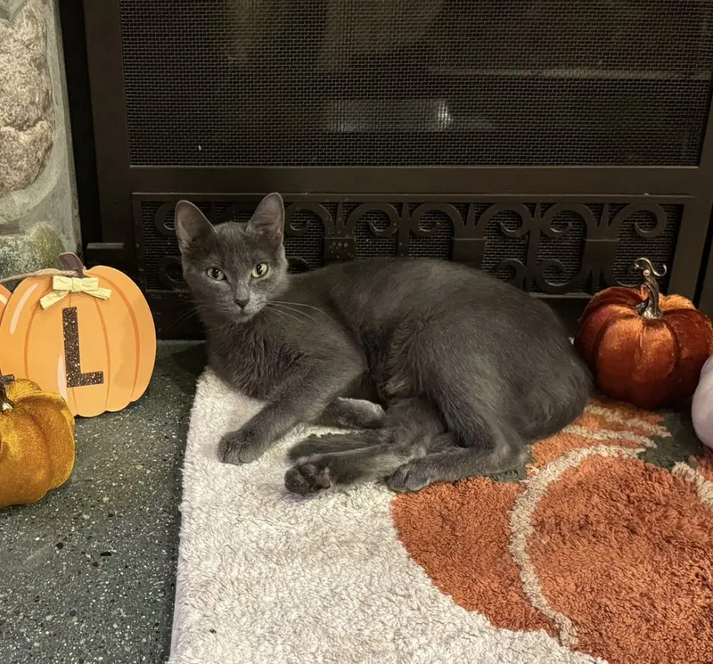 C342 Litter Selma, mom, a young female cat up for adoption