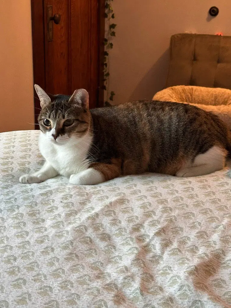 Dottie, photo 2