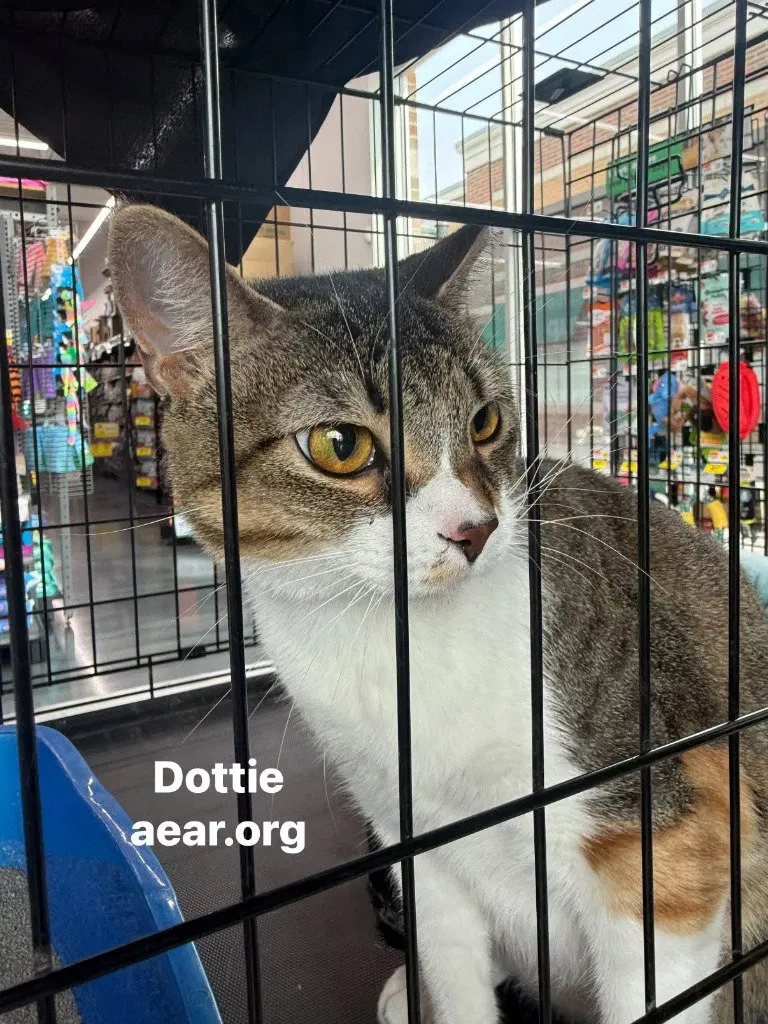 Dottie, photo 3