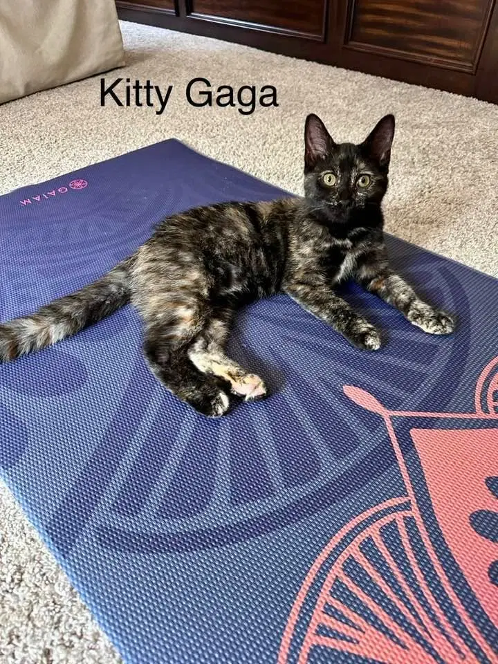 Kitty Gaga, photo 2