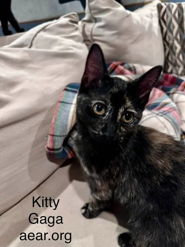 Kitty Gaga, photo 3