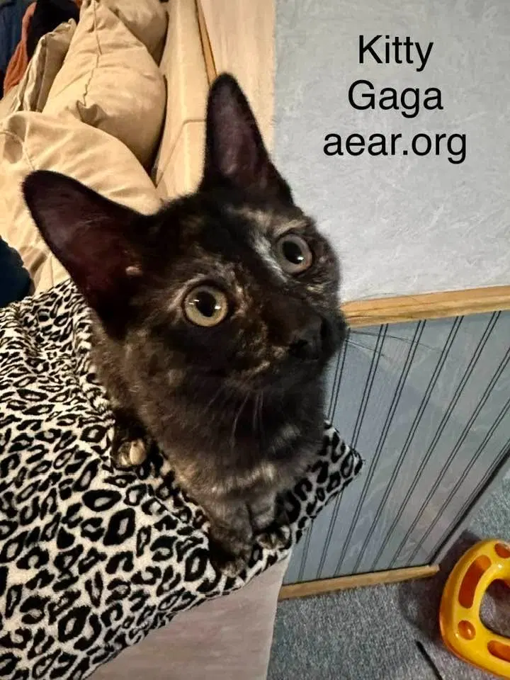 Kitty Gaga, photo 4