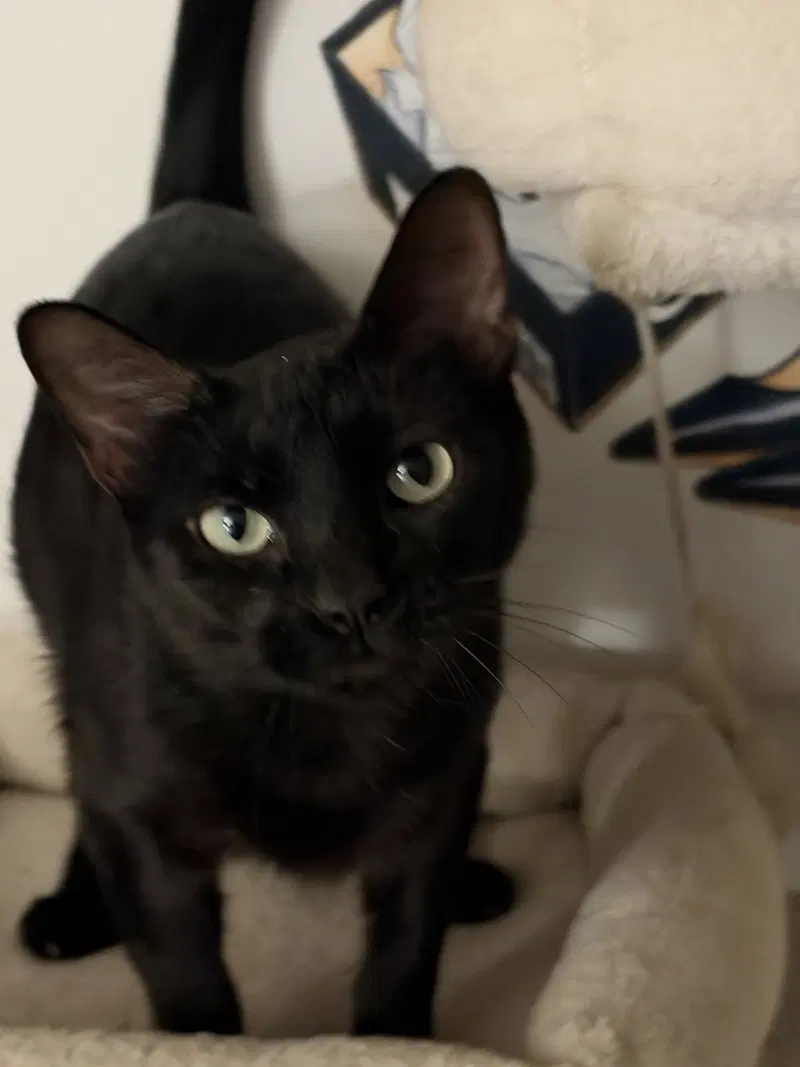 Shakira C Weaver, a young female cat up for adoption
