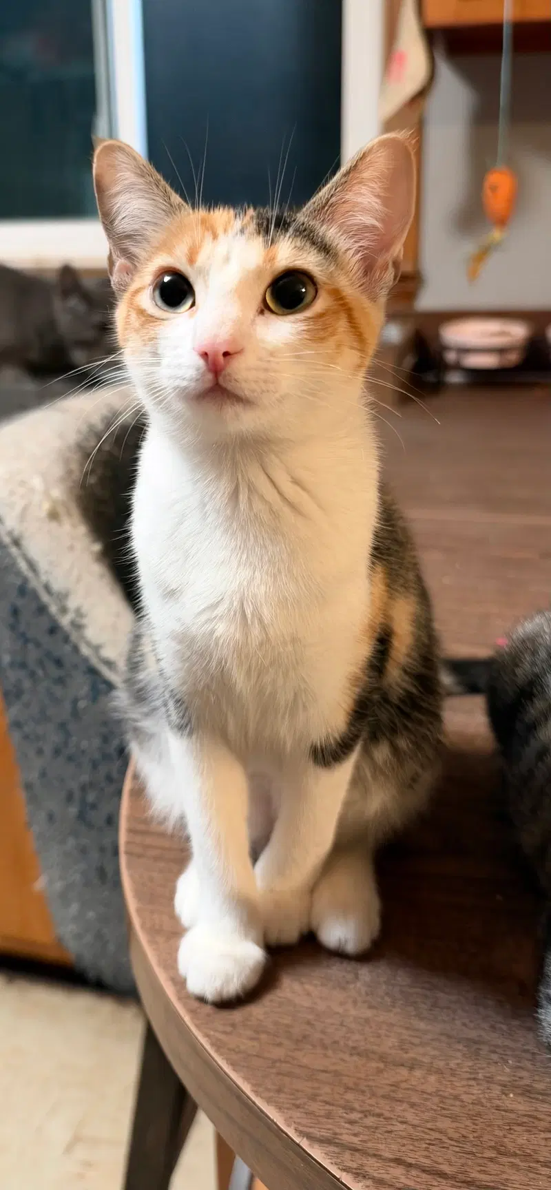 Sassy C Jones, a female Calico kitten up for adoption