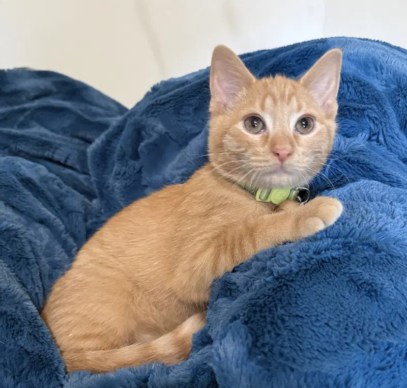 Renji, a male kitten up for adoption