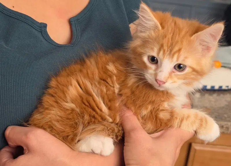 Aspen, a male kitten up for adoption