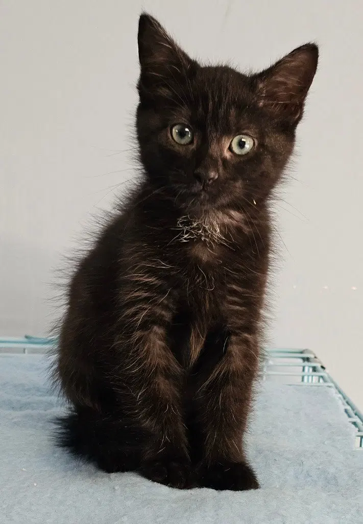 Izzy, a female kitten up for adoption