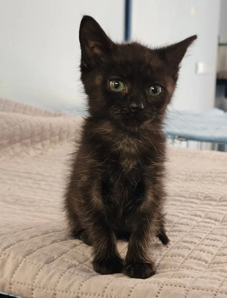Iris, a female kitten up for adoption