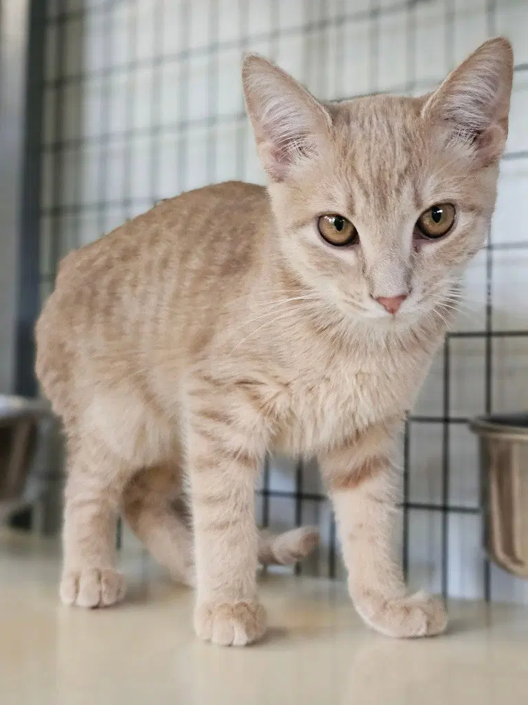 Mango, a male kitten up for adoption