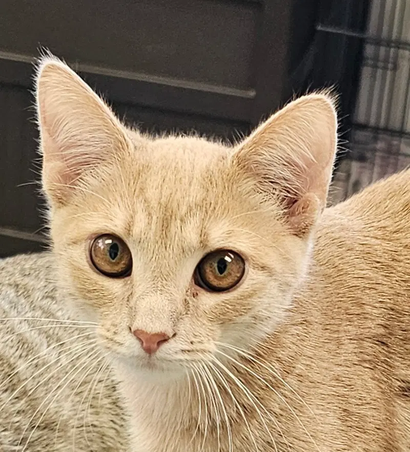 Mango, photo 2