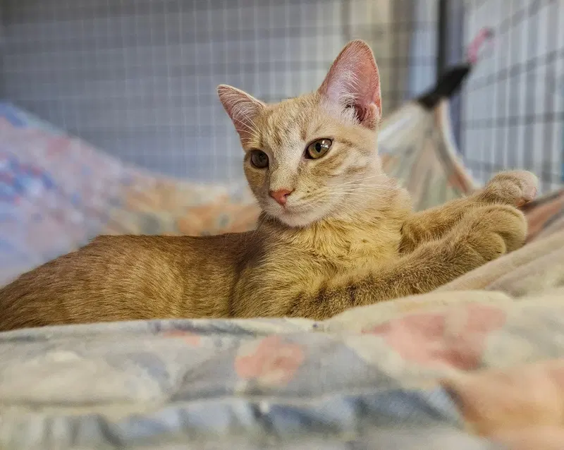 Mango, photo 3