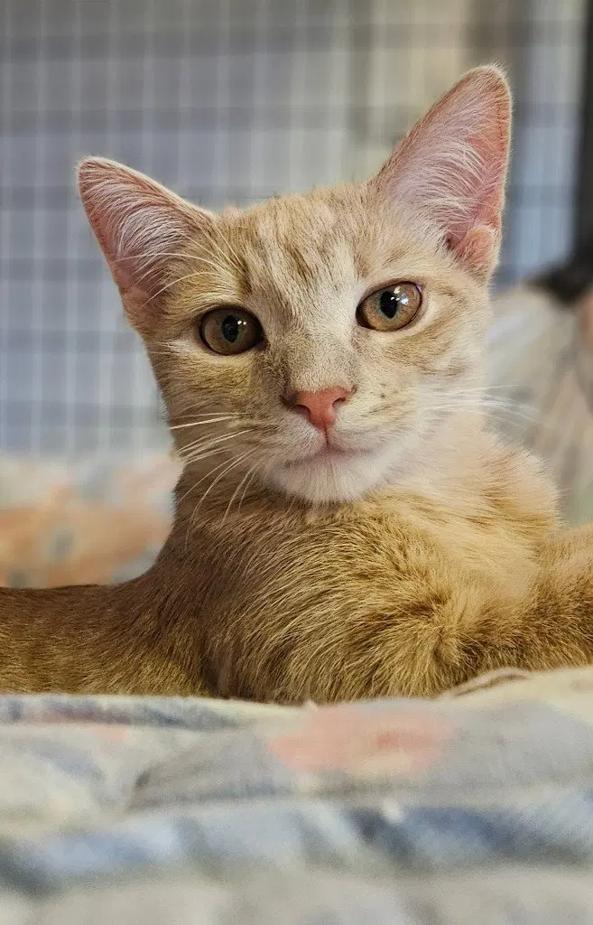 Mango, photo 4