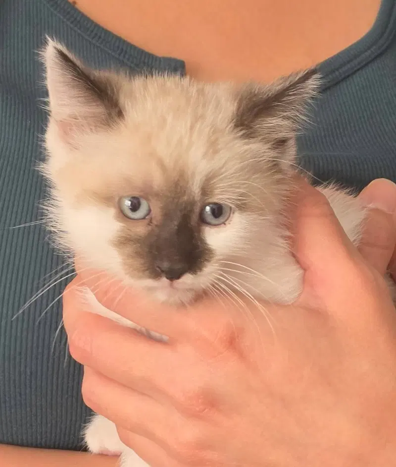 Oakley, a male kitten up for adoption