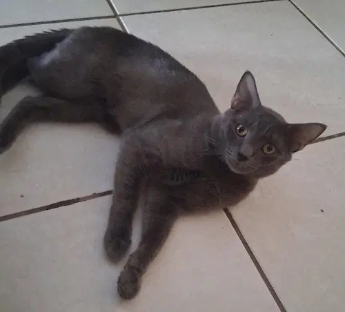 Shadow, photo 4