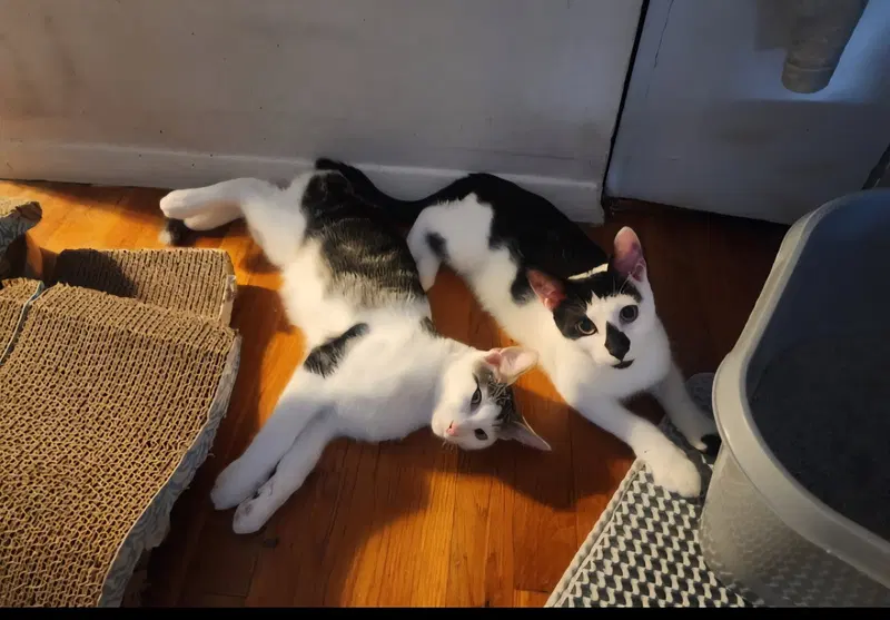 Chaplin and Charlie, male cats up for adoption