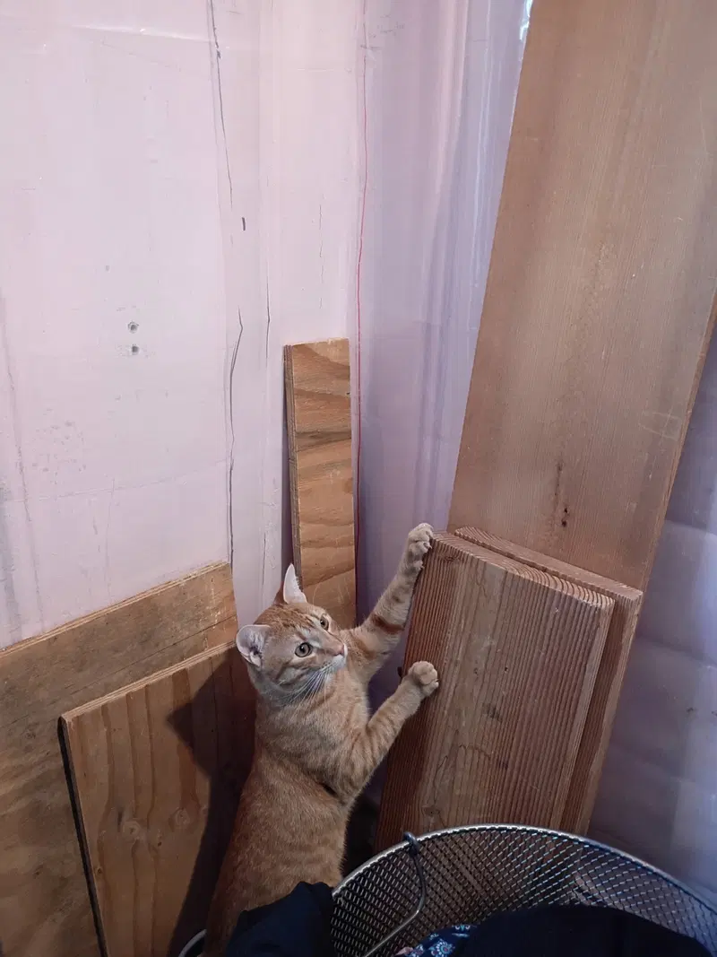 Slim, a young male cat up for adoption