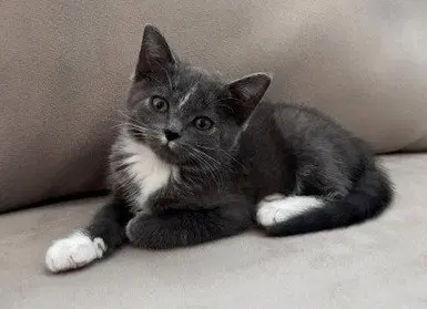 Kitten Nora, photo 2