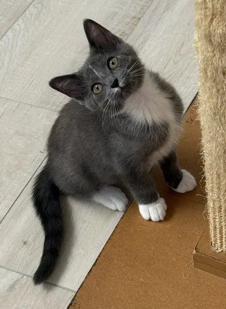 Kitten Nora, a female kitten up for adoption