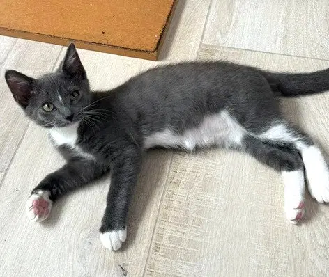 Kitten Nora, photo 3