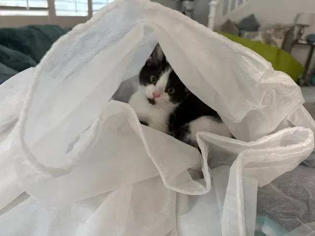 Kitten Napoleon, photo 2