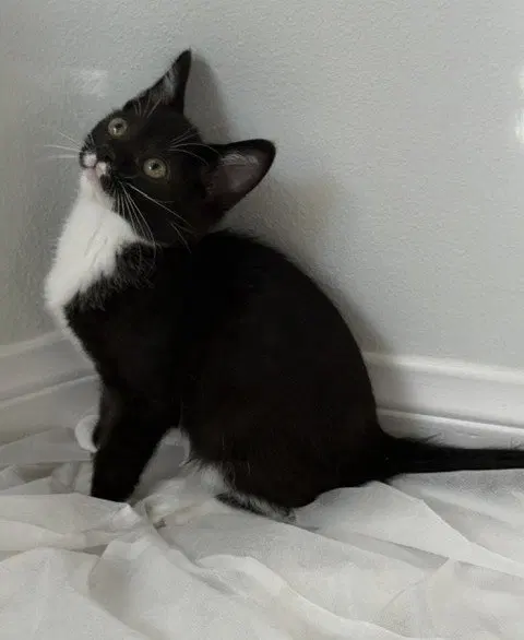 Kitten Neville, a male kitten up for adoption
