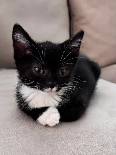 Kitten Neville, photo 2