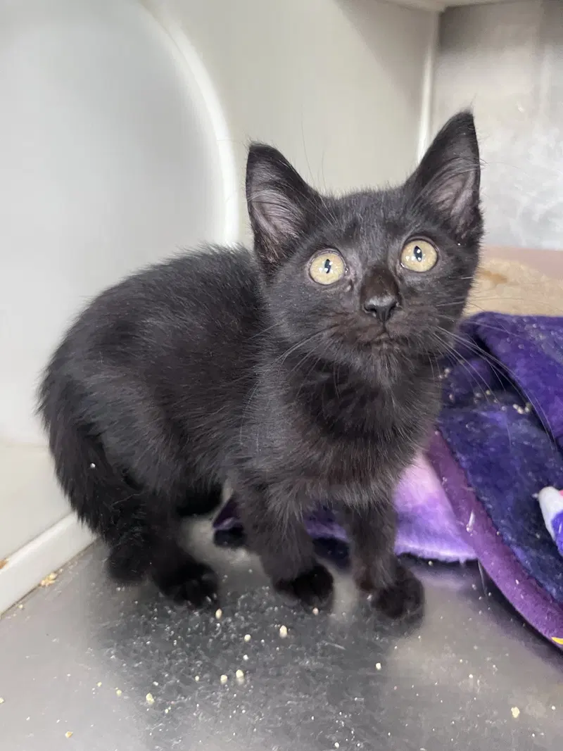 Croft, a male kitten up for adoption