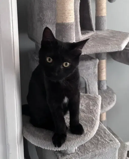 Binx, a young male cat up for adoption